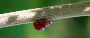 14 „tierisch“ kuriose Sex-Dinge, die Du über die Tiere garantiert noch nicht wusstest!